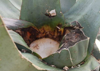 ¡No te lo puedes perder! Llega el Festival del Pulque 2024 a Los Pinos