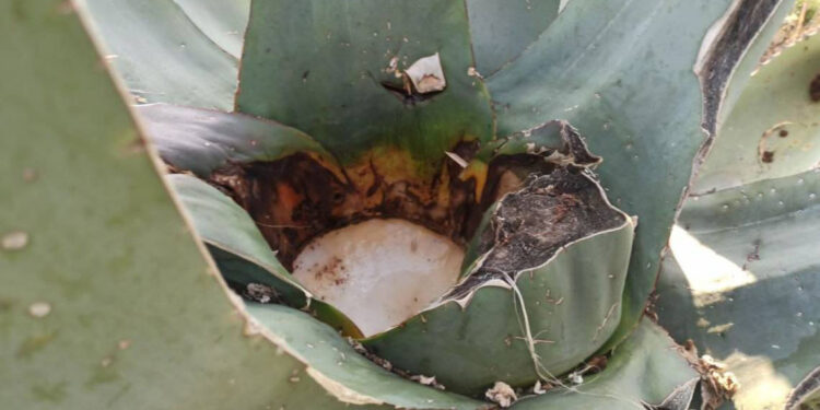 ¡No te lo puedes perder! Llega el Festival del Pulque 2024 a Los Pinos