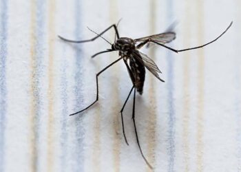 Foto: internet // No hay registro de decesos por dengue.