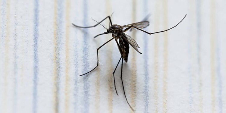 Foto: internet // No hay registro de decesos por dengue.