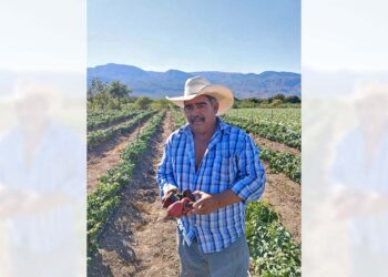 El señor Luis López continúa con la siembra y producción del chile chilhuacle.
