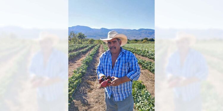 El señor Luis López continúa con la siembra y producción del chile chilhuacle.