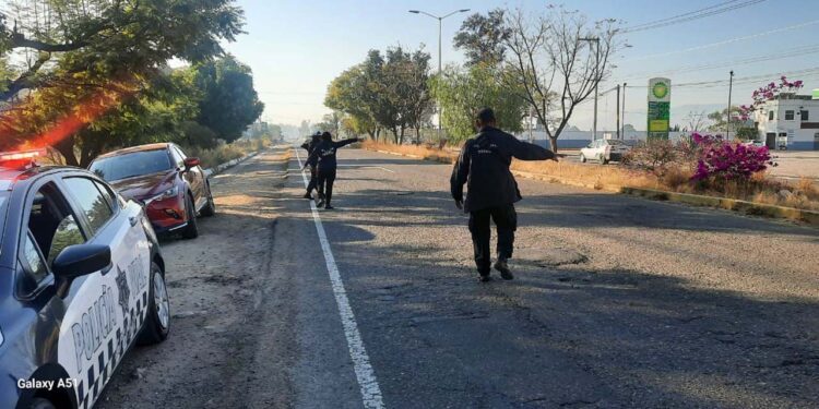 El olor fétido no venía de la cajuela del vehículo, sino de un perro muerto cerca del lugar.
