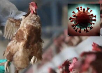 Primer caso humano de gripe aviar H5N1 en EE. UU. termina en fallecimiento en Luisiana