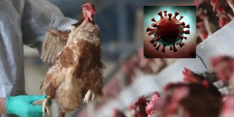 Primer caso humano de gripe aviar H5N1 en EE. UU. termina en fallecimiento en Luisiana