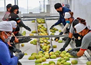 Foto: Archivo El Imparcial // Las actividades agropecuarias y pesqueras representan uno de los más importantes motores de la economía estatal.