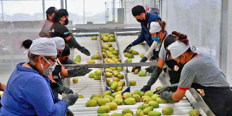Foto: Archivo El Imparcial // Las actividades agropecuarias y pesqueras representan uno de los más importantes motores de la economía estatal.