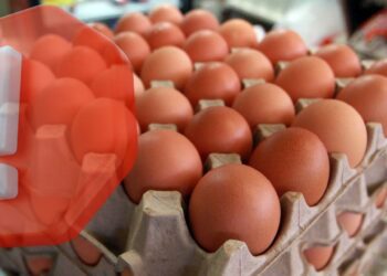 Alerta sanitaria por salmonela: Retiran huevos contaminados en Canadá