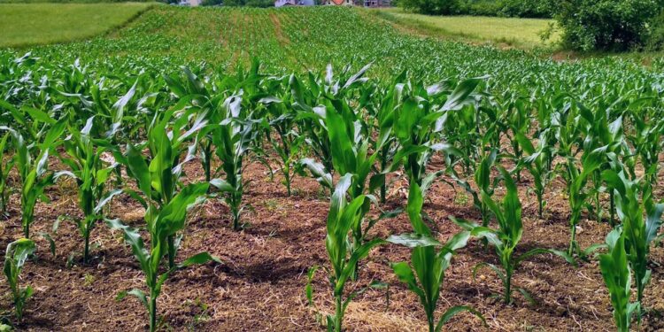 Jacinto López llamó a las autoridades a dar mayor impulso al campo de la Mixteca a través del sector agroindustrial.