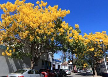 Fotos: Adrián Gaytán // Los árboles de guayacán comenzaron a florecer desde los últimos días de diciembre en calles de la ciudad de Oaxaca.