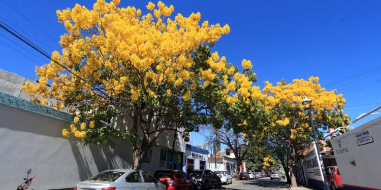 Fotos: Adrián Gaytán // Los árboles de guayacán comenzaron a florecer desde los últimos días de diciembre en calles de la ciudad de Oaxaca.