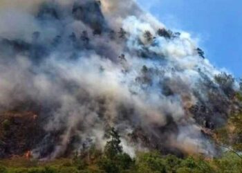 Foto: Archivo El Imparcial // Los incendios forestales afectaron 160 mil 415 hectáreas de bosques en 2024.