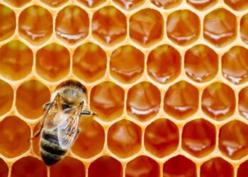 ¿Cómo identificar si la miel es pura o está alterada? Expertos revelan claves
