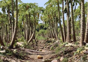 Foto: Archivo El Imparcial // Pese a los daños causados por las lluvias, reportan una producción de 318 mil 923 toneladas anuales de papaya en las regiones del Istmo y Costa.