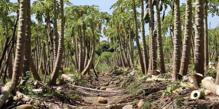 Foto: Archivo El Imparcial // Pese a los daños causados por las lluvias, reportan una producción de 318 mil 923 toneladas anuales de papaya en las regiones del Istmo y Costa.