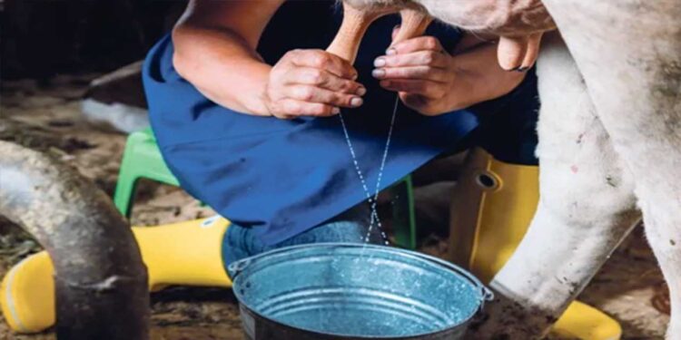 Foto: internet – ilustrativa // La principal fuente de infección de la brucelosis es a través del consumo de productos de leche sin pasteurizar como leche bronca, quesos frescos, crema y yogurt.
