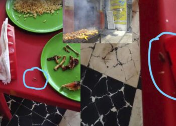 VIDEO | Denuncian plaga de cucarachas en pollería “Pollos El Pechugón” en Tuxtepec
