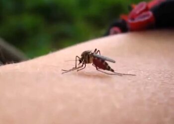Foto: internet – ilustrativa // De manera preliminar la entidad cerró el 2024, semana 52, con cuatro mil 48 casos confirmados de dengue y 44 decesos.