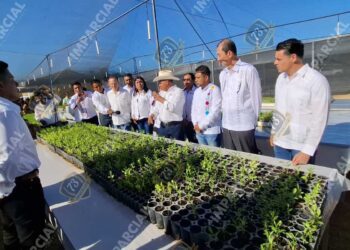 Japón dona más de un millón de pesos a San José del Progreso, Tututepec, para un vivero de árboles frutales endémicos