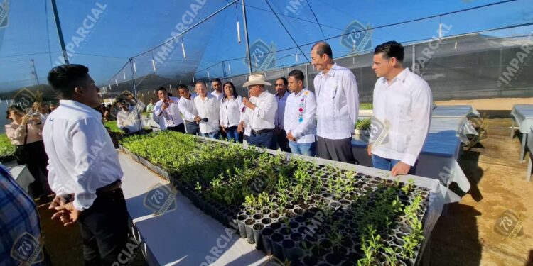 Japón dona más de un millón de pesos a San José del Progreso, Tututepec, para un vivero de árboles frutales endémicos