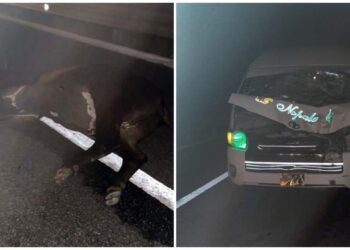 Desafortunadamente, el bovino que se encontraba sobre la cinta asfáltica perdió la vida; ninguno de los ocupantes de la camioneta resulto lesionado.