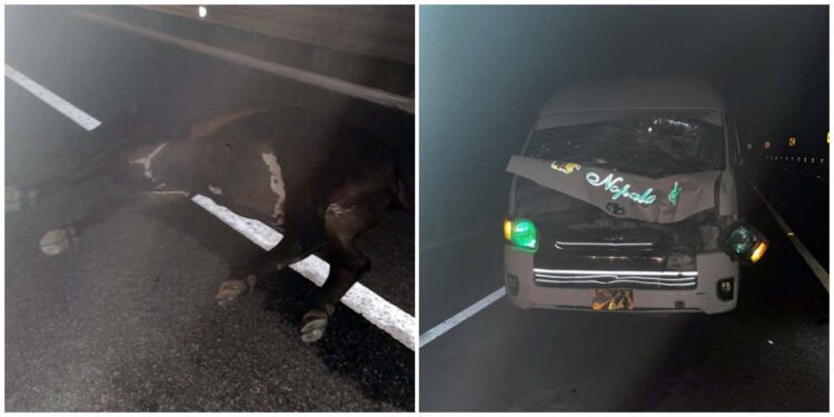 Desafortunadamente, el bovino que se encontraba sobre la cinta asfáltica perdió la vida; ninguno de los ocupantes de la camioneta resulto lesionado.