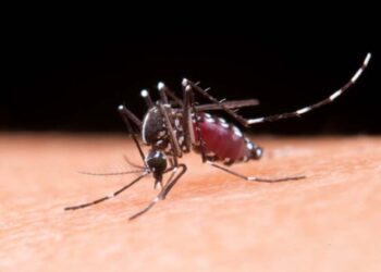 Foto: internet – ilustrativa // Oaxaca culminó con 4 mil 084 casos acumulados de dengue.