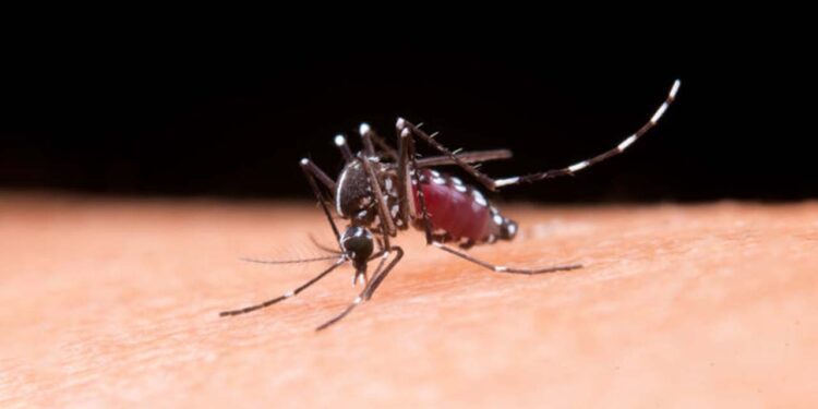 Foto: internet – ilustrativa // Oaxaca culminó con 4 mil 084 casos acumulados de dengue.