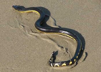 Nueva alerta por presencia de serpientes marinas venenosas en las playas de Salina Cruz