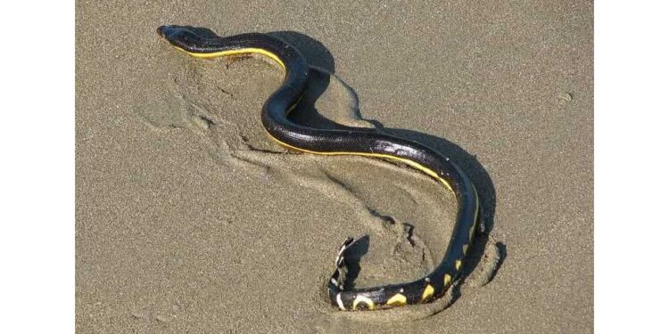 Nueva alerta por presencia de serpientes marinas venenosas en las playas de Salina Cruz