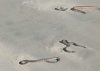 VIDEO| ¡Incrementa alerta en las playas del Istmo! Creciente presencia de serpientes marinas venenosas