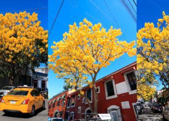 ¡El Guayacán Amarillo! Un espectáculo natural en las calles de Oaxaca
