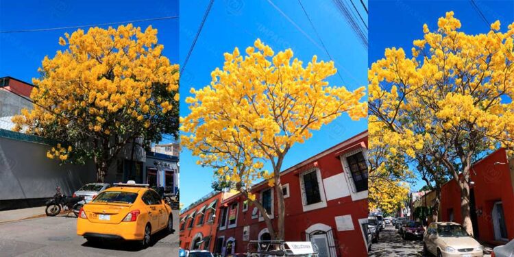¡El Guayacán Amarillo! Un espectáculo natural en las calles de Oaxaca