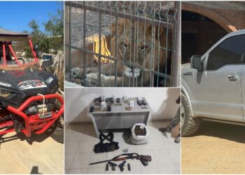 Se decomisaron armas, cartuchos de diversos calibres y sustancias ilícitas como mariguana y otros estupefacientes, asimismo, localizaron una leona y un león, un racer 4x4, cuya procedencia es investigada y otras varias unidades de motor.