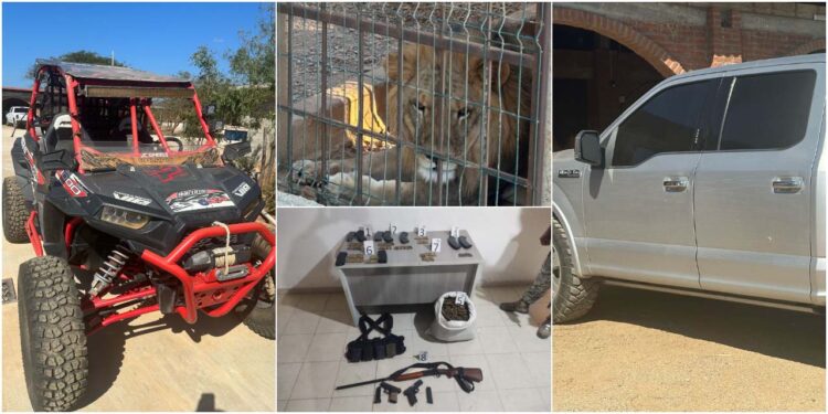 Se decomisaron armas, cartuchos de diversos calibres y sustancias ilícitas como mariguana y otros estupefacientes, asimismo, localizaron una leona y un león, un racer 4x4, cuya procedencia es investigada y otras varias unidades de motor.