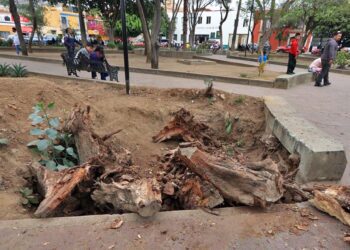 Fotos: Adrián Gaytán // El jardín Conzatti, víctima del abandono oficial, de la sequía y de las plagas.