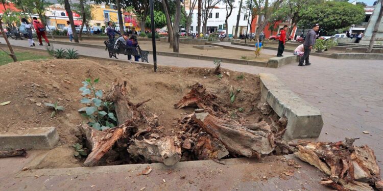 Fotos: Adrián Gaytán // El jardín Conzatti, víctima del abandono oficial, de la sequía y de las plagas.