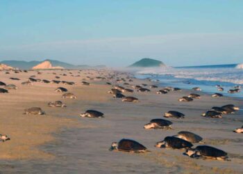 Foto: archivo // Las arribazones se dan solamente en 12 playas del mundo, de las cuales México cuenta con tres en el Pacífico y dos están en Oaxaca.