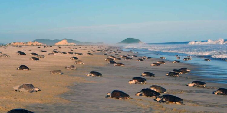 Foto: archivo // Las arribazones se dan solamente en 12 playas del mundo, de las cuales México cuenta con tres en el Pacífico y dos están en Oaxaca.