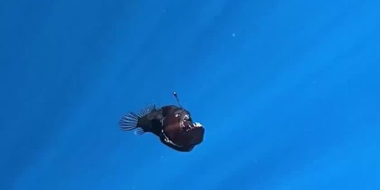 VIDEO: ¿Qué tamaño tenía el pez diablo negro? Te sorprenderá