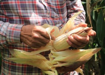 Insuficiente iniciativa para proteger maíces nativos: ONG