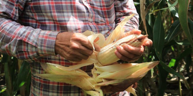 Insuficiente iniciativa para proteger maíces nativos: ONG
