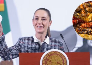 Panel del T-MEC rechaza decreto sobre el maíz transgénico, Sheinbaum propone reforma constitucional