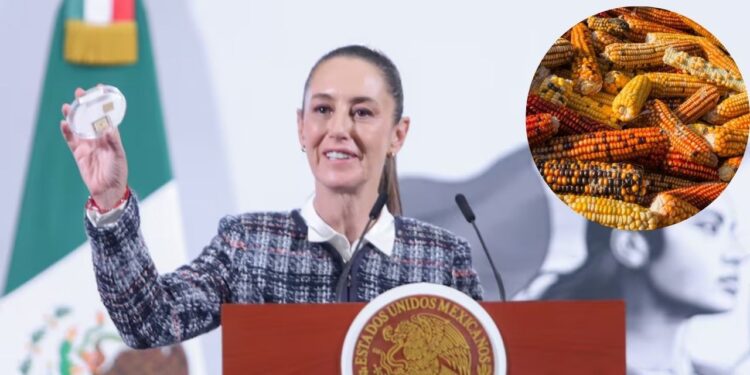 Panel del T-MEC rechaza decreto sobre el maíz transgénico, Sheinbaum propone reforma constitucional