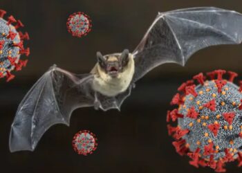 Nuevo coronavirus en murciélagos de China: ¿Una amenaza para la salud global?
