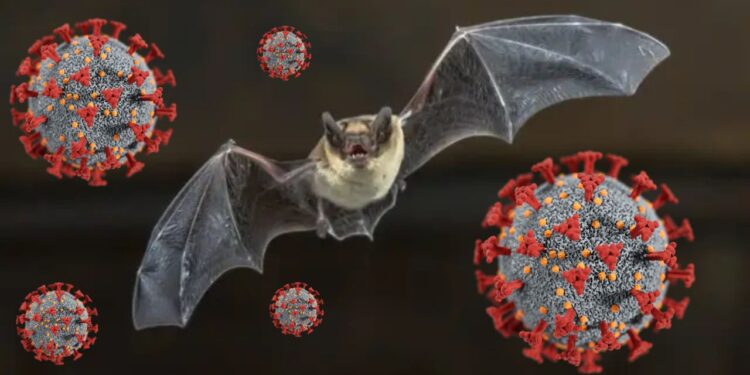Nuevo coronavirus en murciélagos de China: ¿Una amenaza para la salud global?