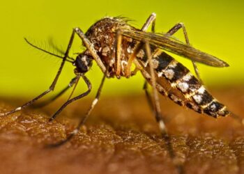 Con tres nuevos casos de dengue suman ocho acumulados: SSO