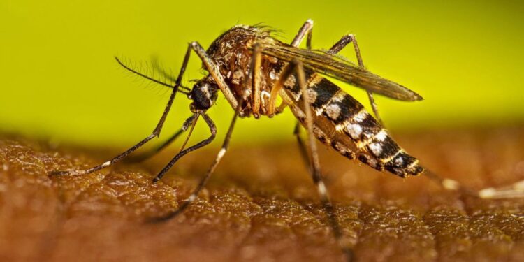 Con tres nuevos casos de dengue suman ocho acumulados: SSO