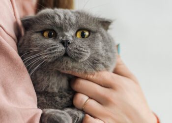 ¡Feliz Día del Gato! ¿Cuáles son las mejores formas de llamarlos según la RAE?