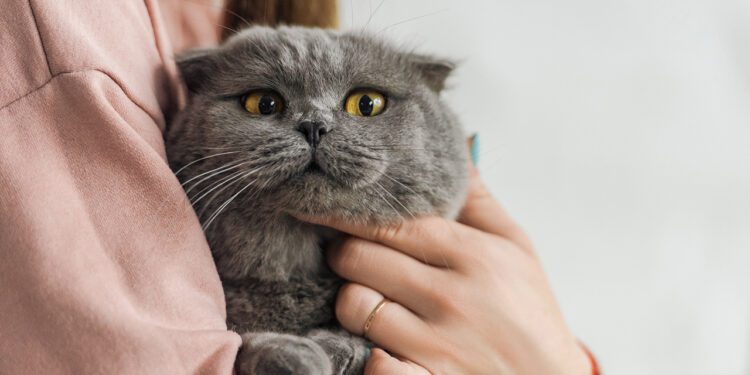 ¡Feliz Día del Gato! ¿Cuáles son las mejores formas de llamarlos según la RAE?